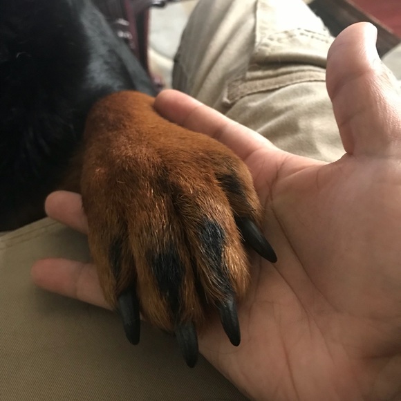 Meet your Posher, Kevin - Picture 1 of 1